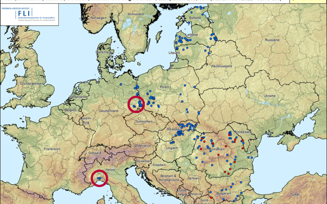 Afrikanische Schweinepest „ASP“