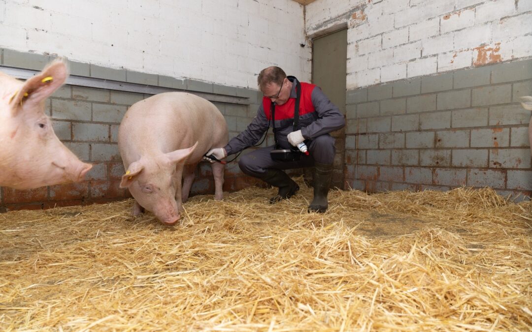 Trächtigkeitskontrolle gibt Sicherheit
