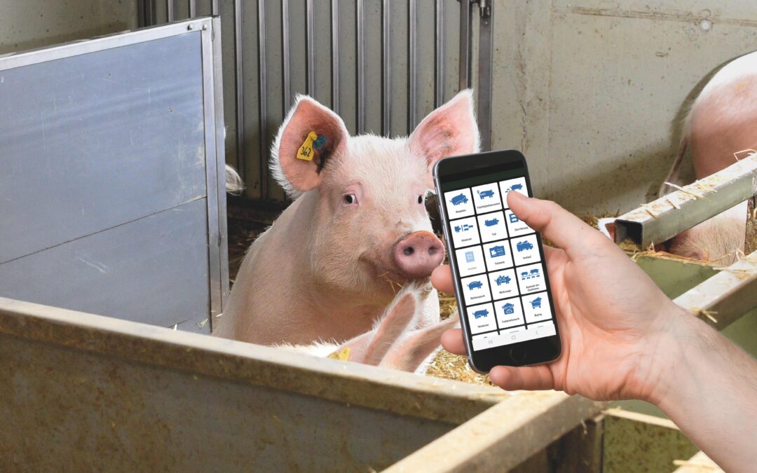 SuisData-Manager – das neue Sauenplanertool