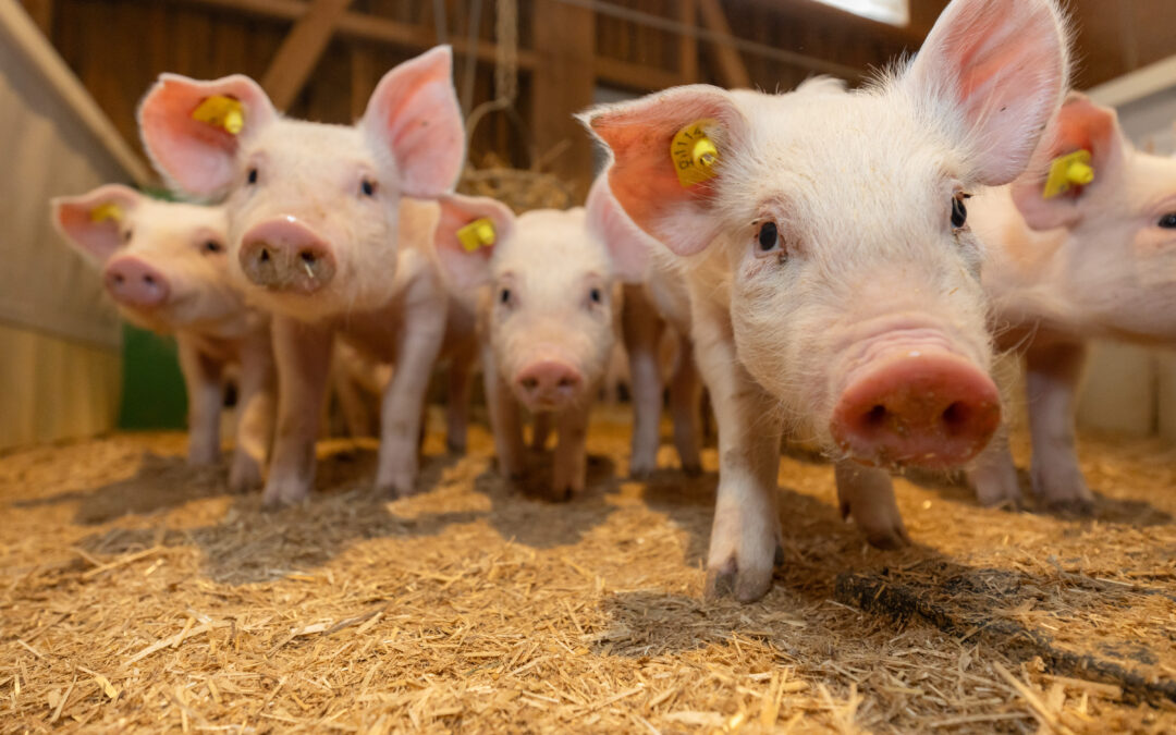 Tagesaktuelle TVD-Meldungen